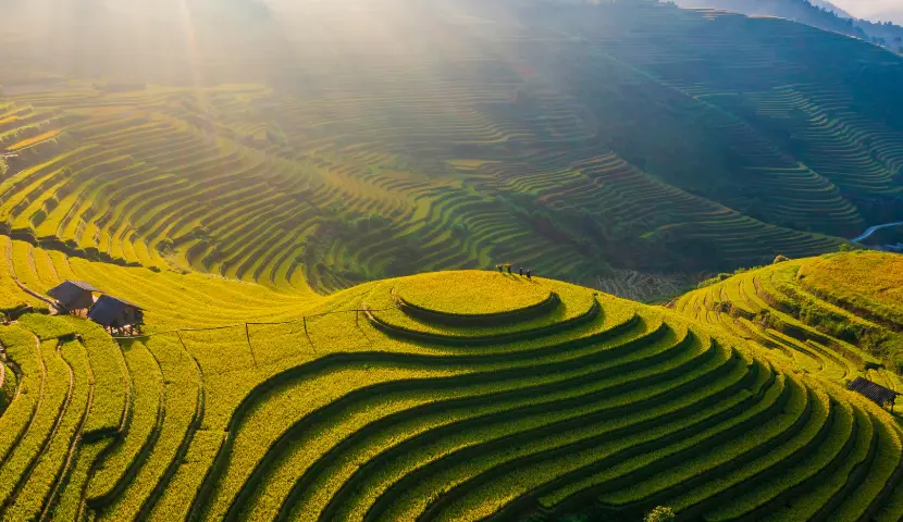 golden harvest vietnamtravel