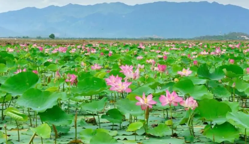best time to travel mekong vietnam travel dong thap