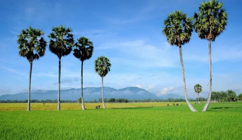 best time to travel mekong vietnam travel palm tree