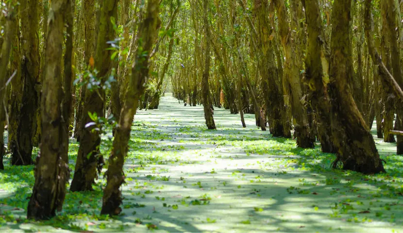 tra su forest
