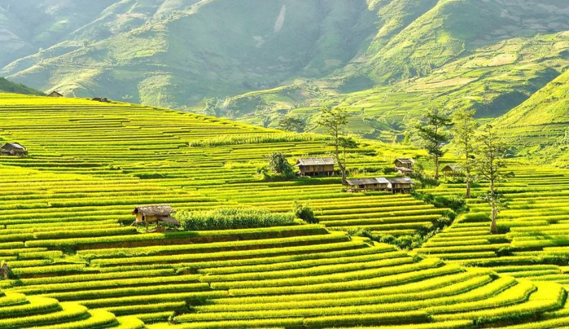 Terrazas de arroz de Mu Cang Chai