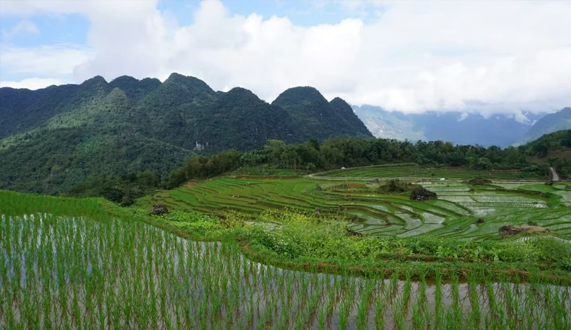 terrazzamenti di riso di Pu Luong