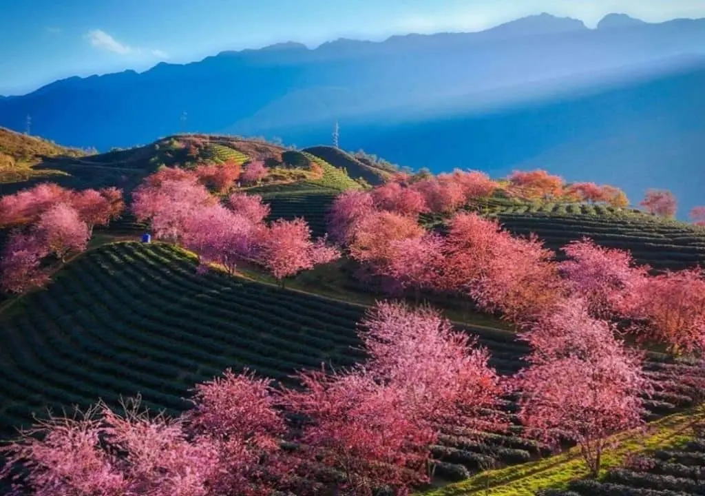 primavera en sapa vietnam