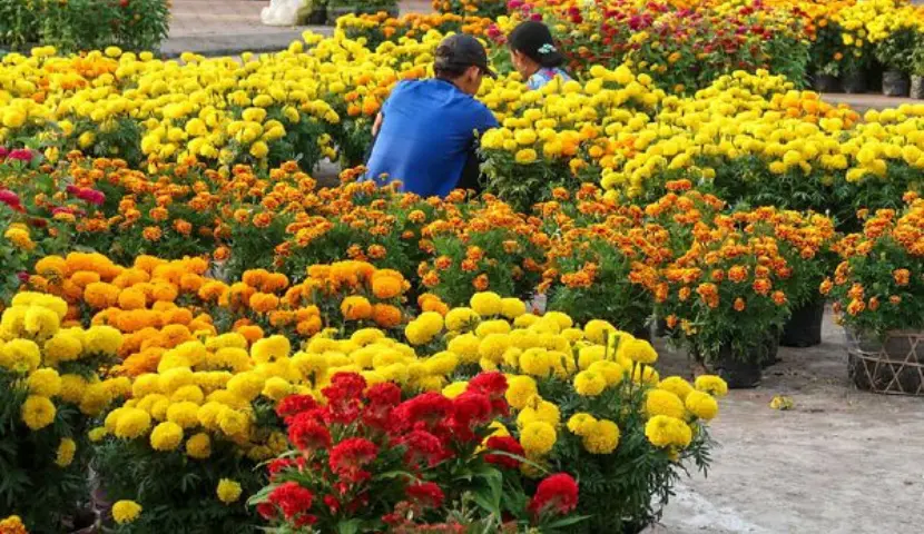 Colorful flower market